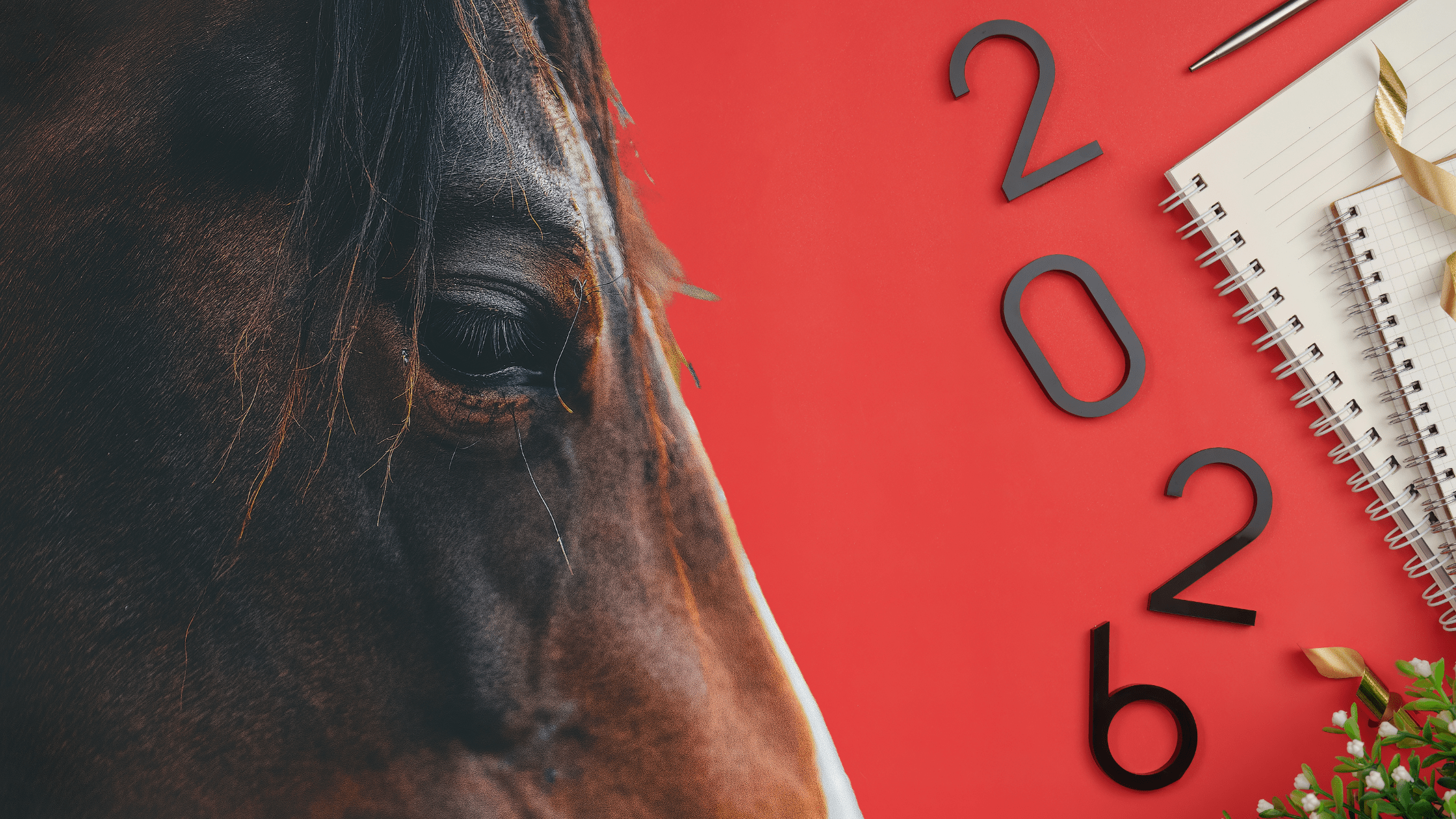 2026: The Fire Horse, Three New Books, and an Adventure
